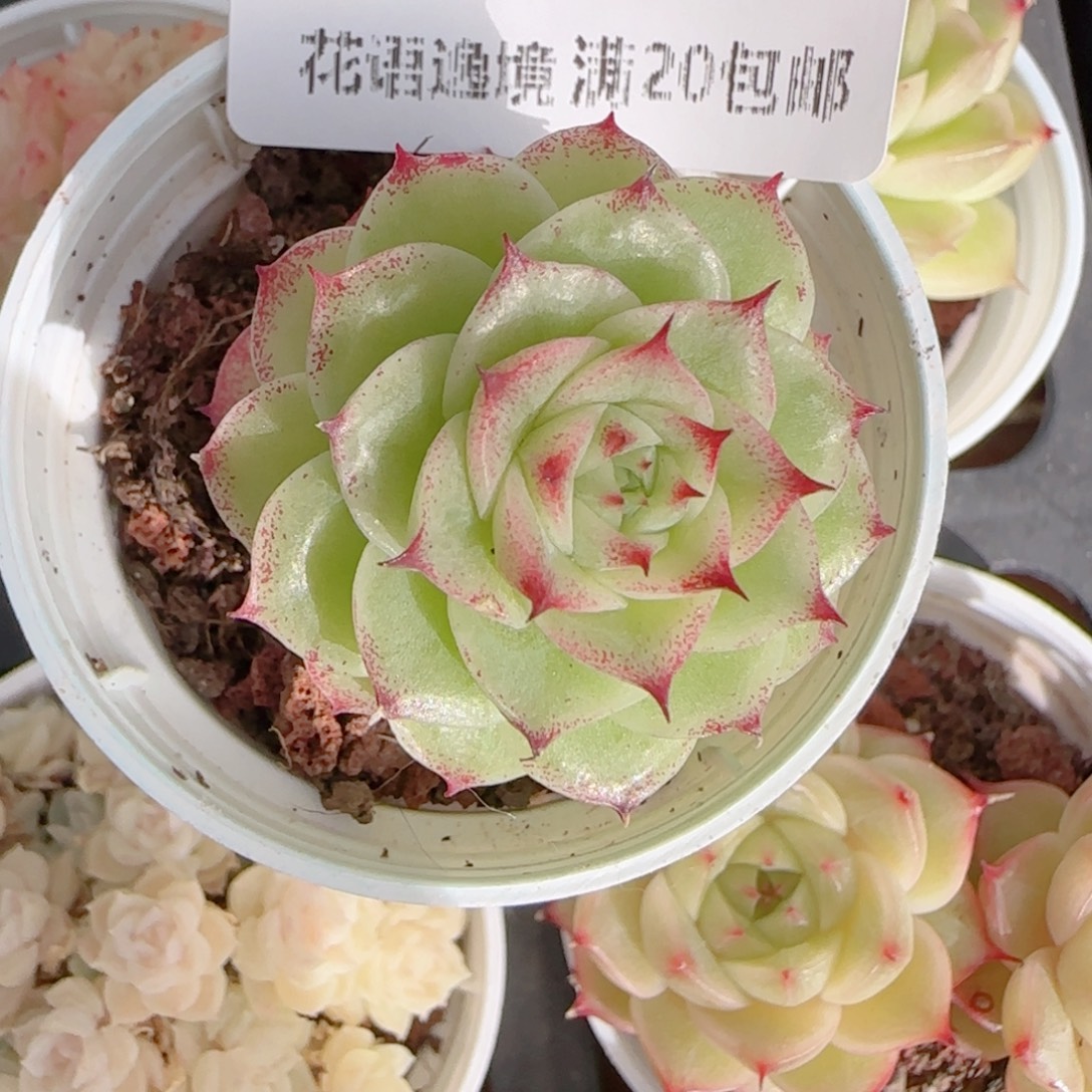 幸***.花语多肉1229-129