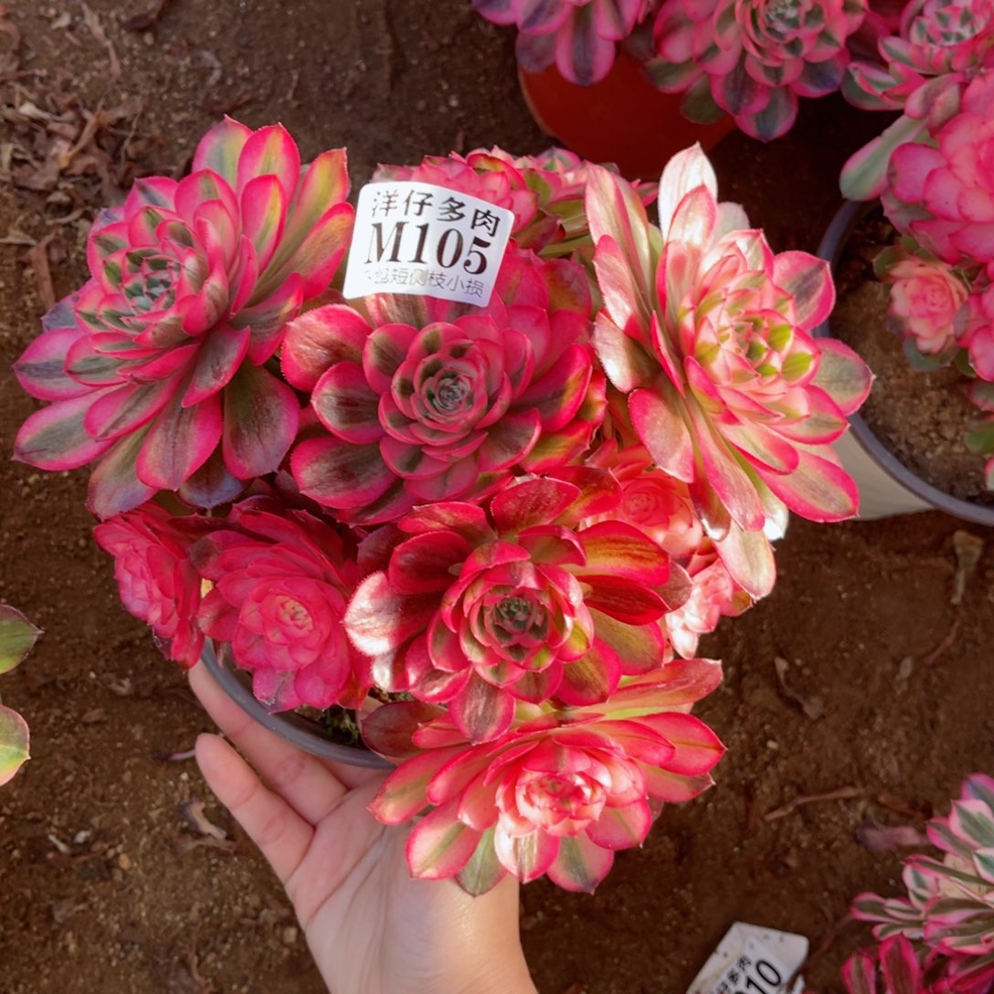 105荔枝 冠幅20左右