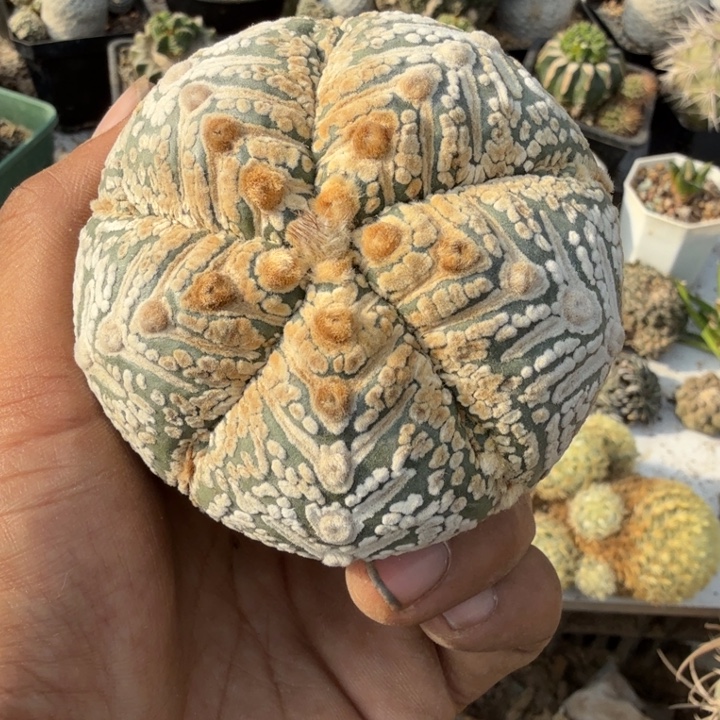 落地生根仙人球开花生根