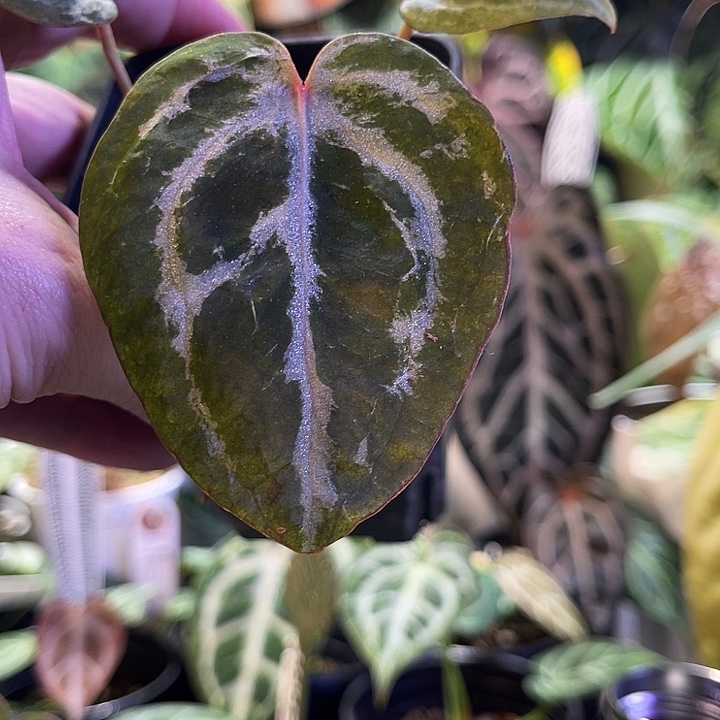 完全开放微石化红水晶