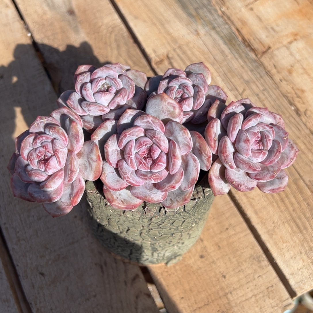 梅***青青青专拍哈哈哈哈哈