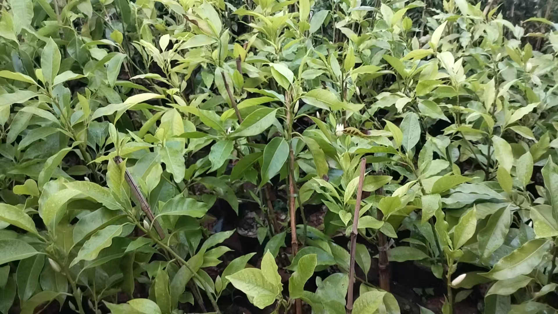 云南缅桂花庭院盆栽树苗