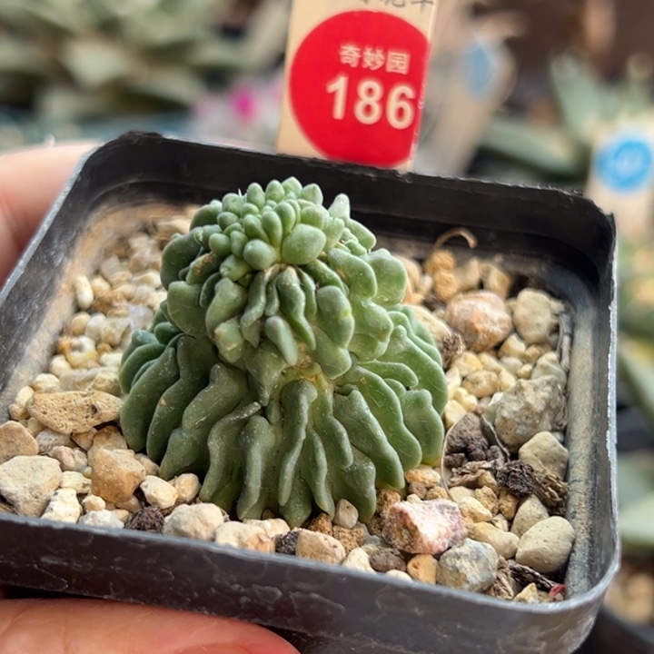 自根无刺蝌蚪球群一棵