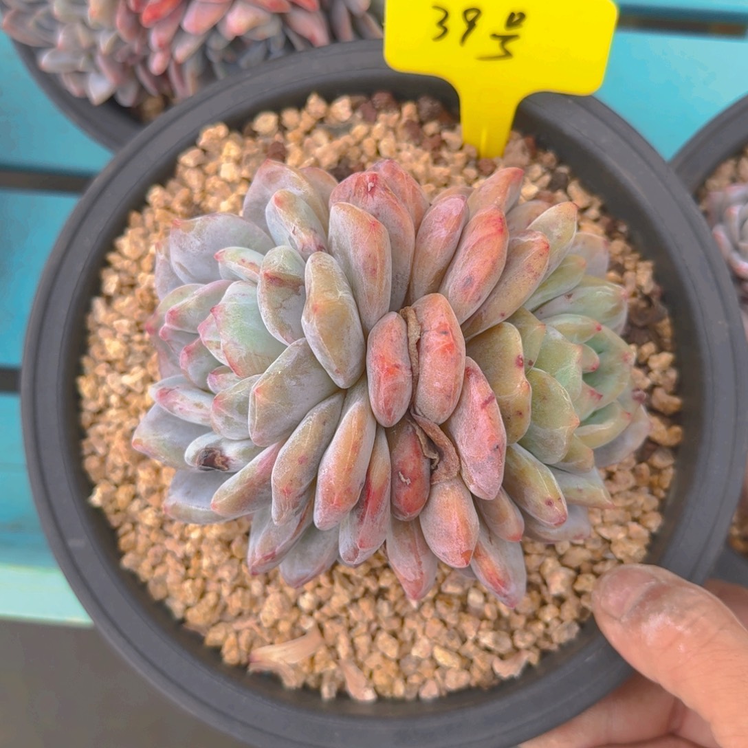 39号多肉11111111111