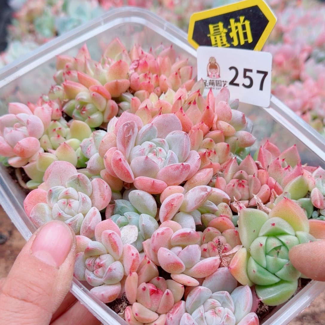 多肉植物多肉植物