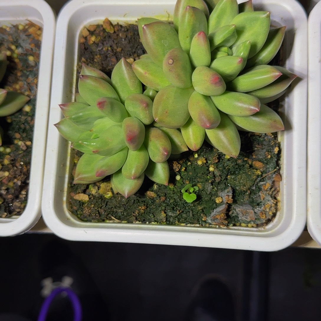 米其林 双头 一物一拍