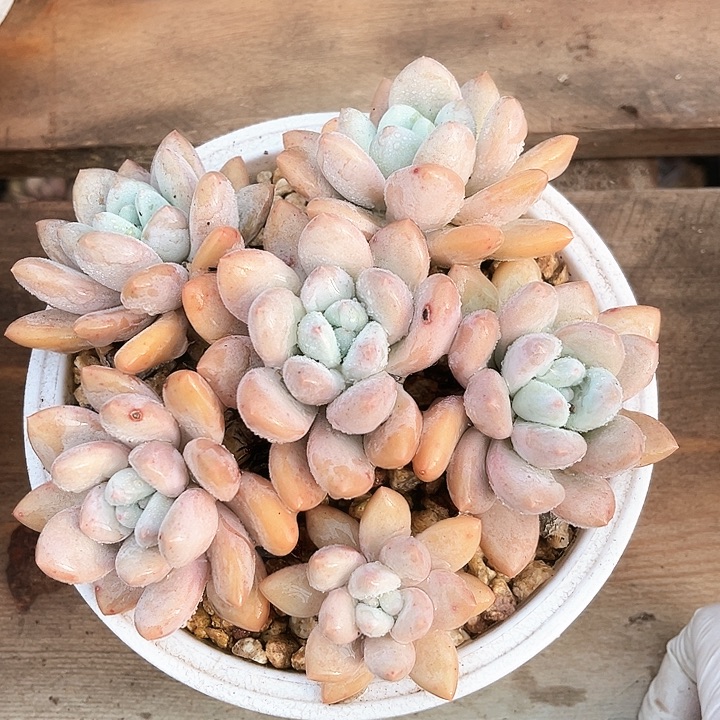 我是第一百个为妖姬应援哒