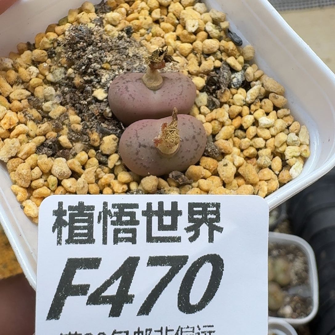 多肉植物的润泽fhjn