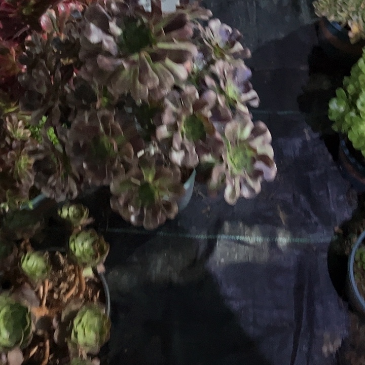 0468圆叶多肉植物