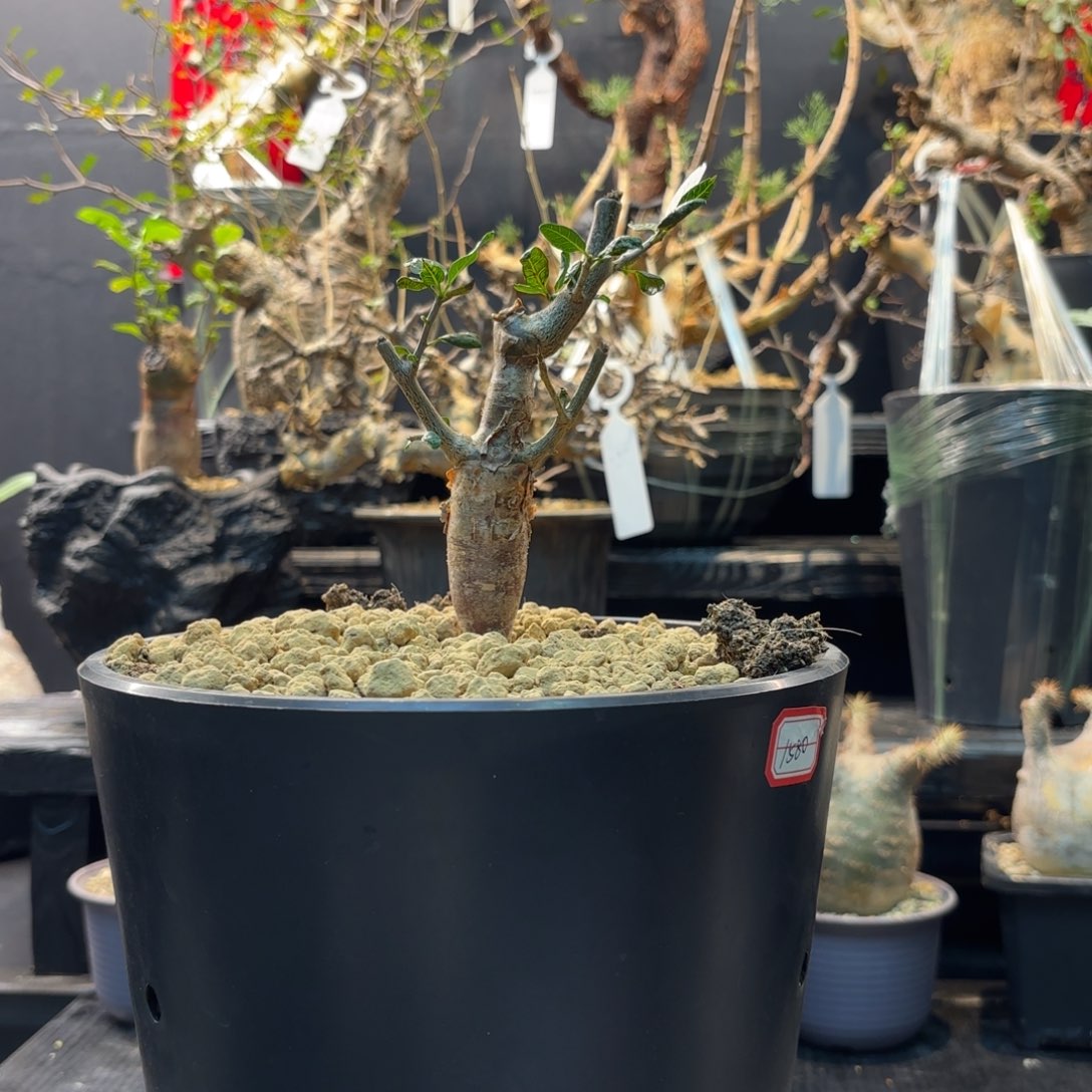 舍特利裂榄带盆土