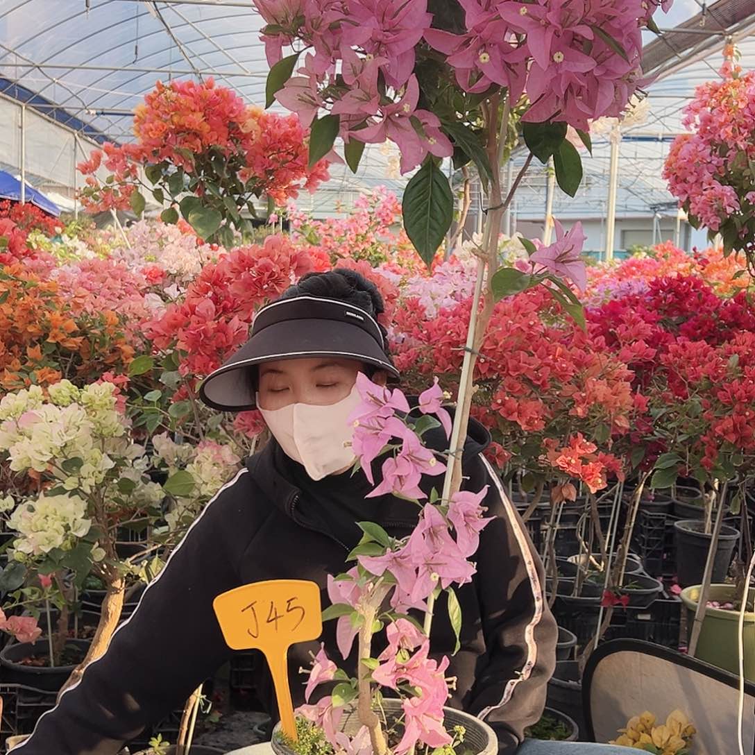 清***…大部分花苞少量开放J45新加坡宫粉