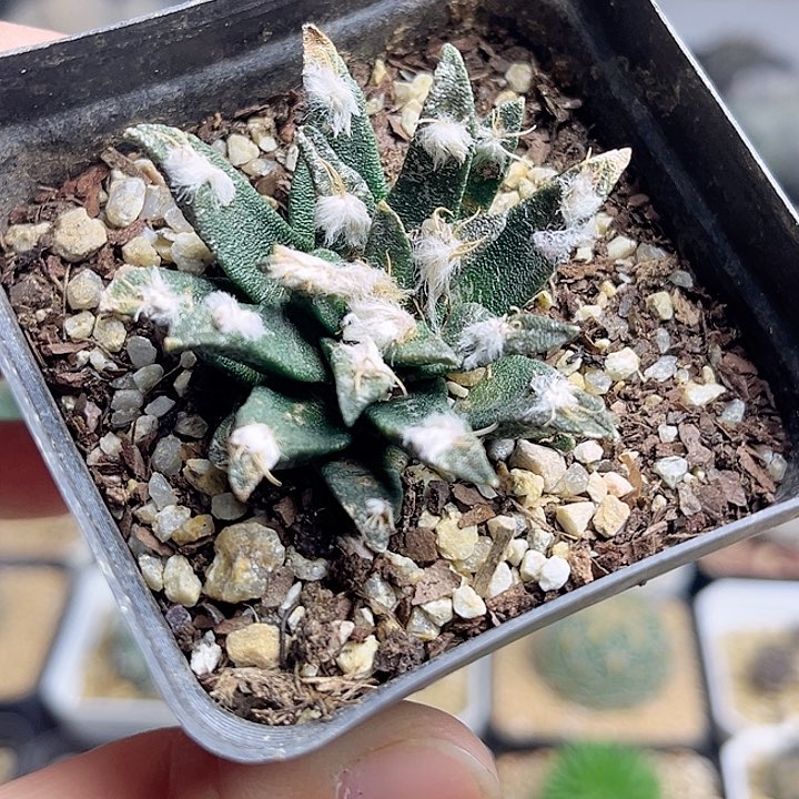 龙舌兰牡丹自根养定带盆