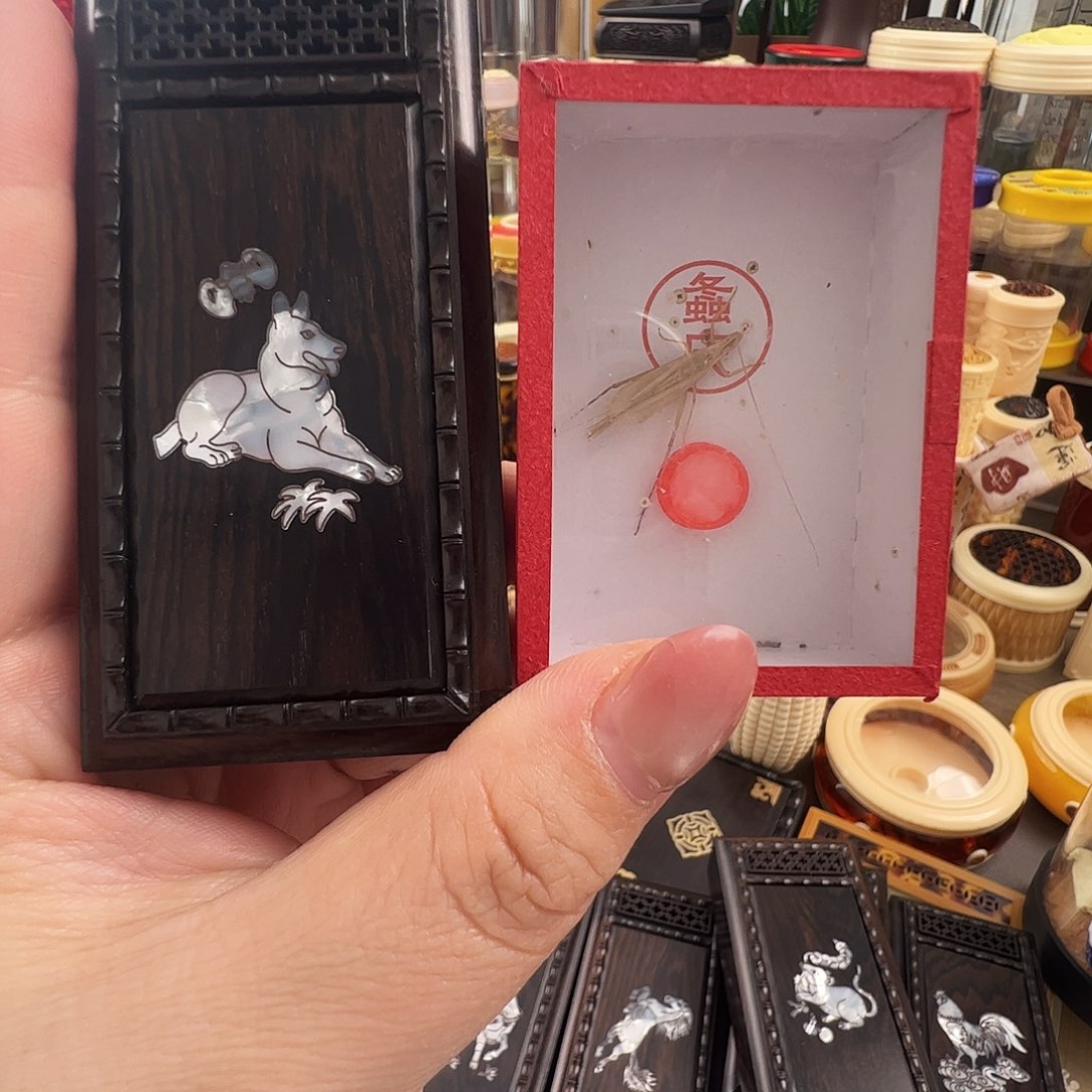 道***路哈哈哈狗盒子➕柬埔寨竹蛉