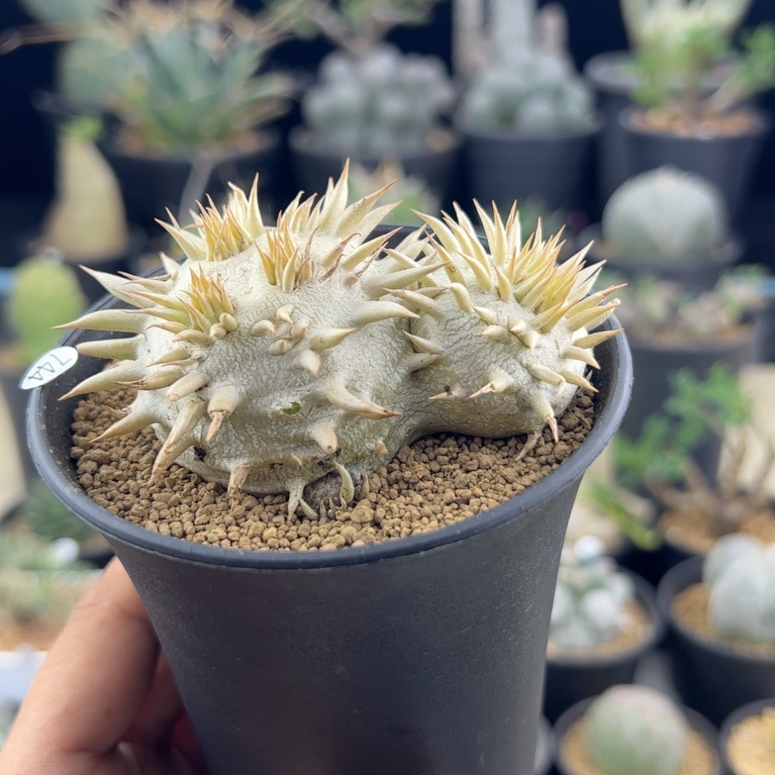 惠比大黑一物一拍