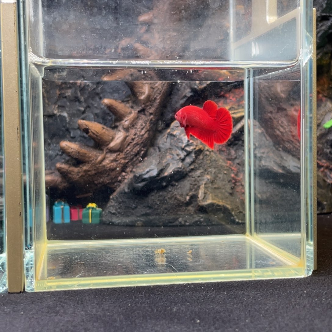 斗鱼十二月二十四日竞价