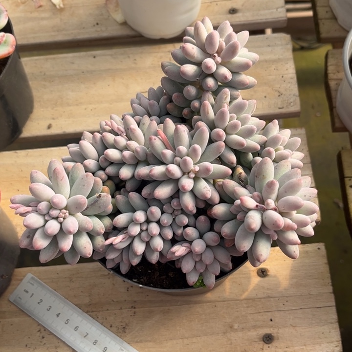 婴儿手指多肉植物2 5 9