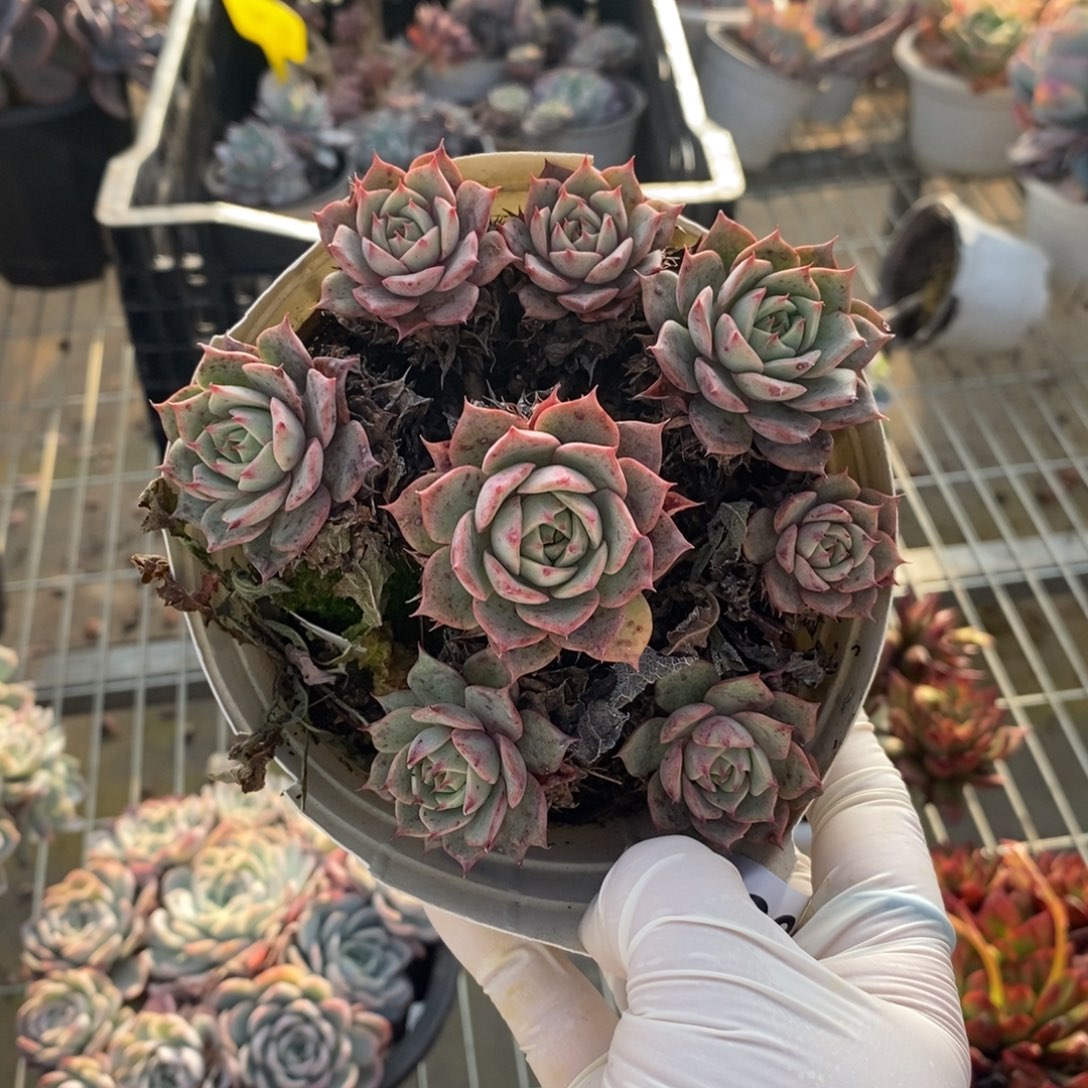 080不知名一物一拍