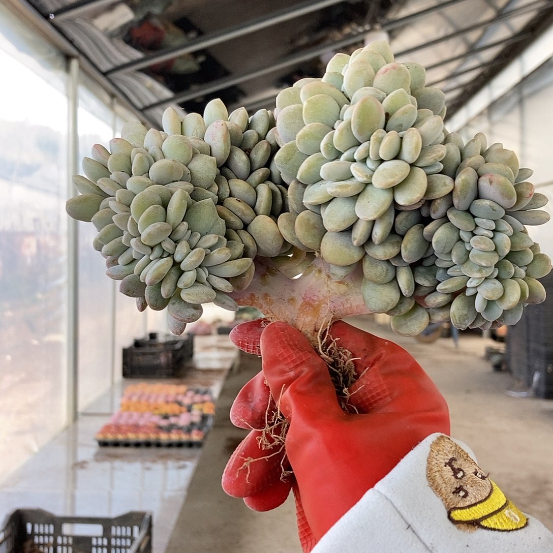 粉兔缀化随机发货高板