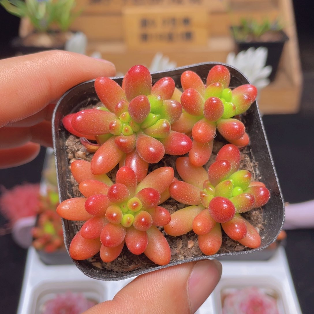 虹之玉多肉9.9包邮发货