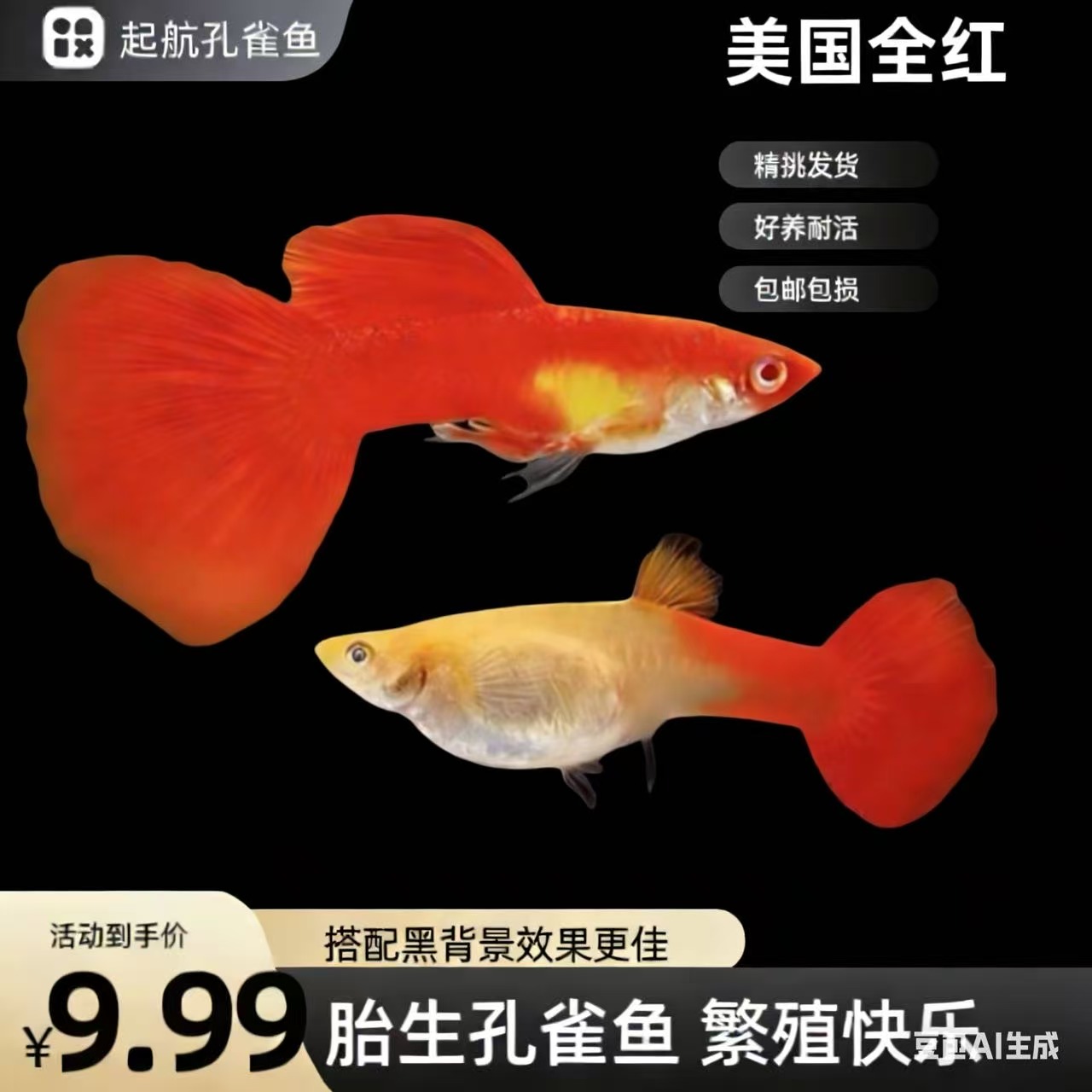 美系全红孔雀鱼热带小型观赏鱼