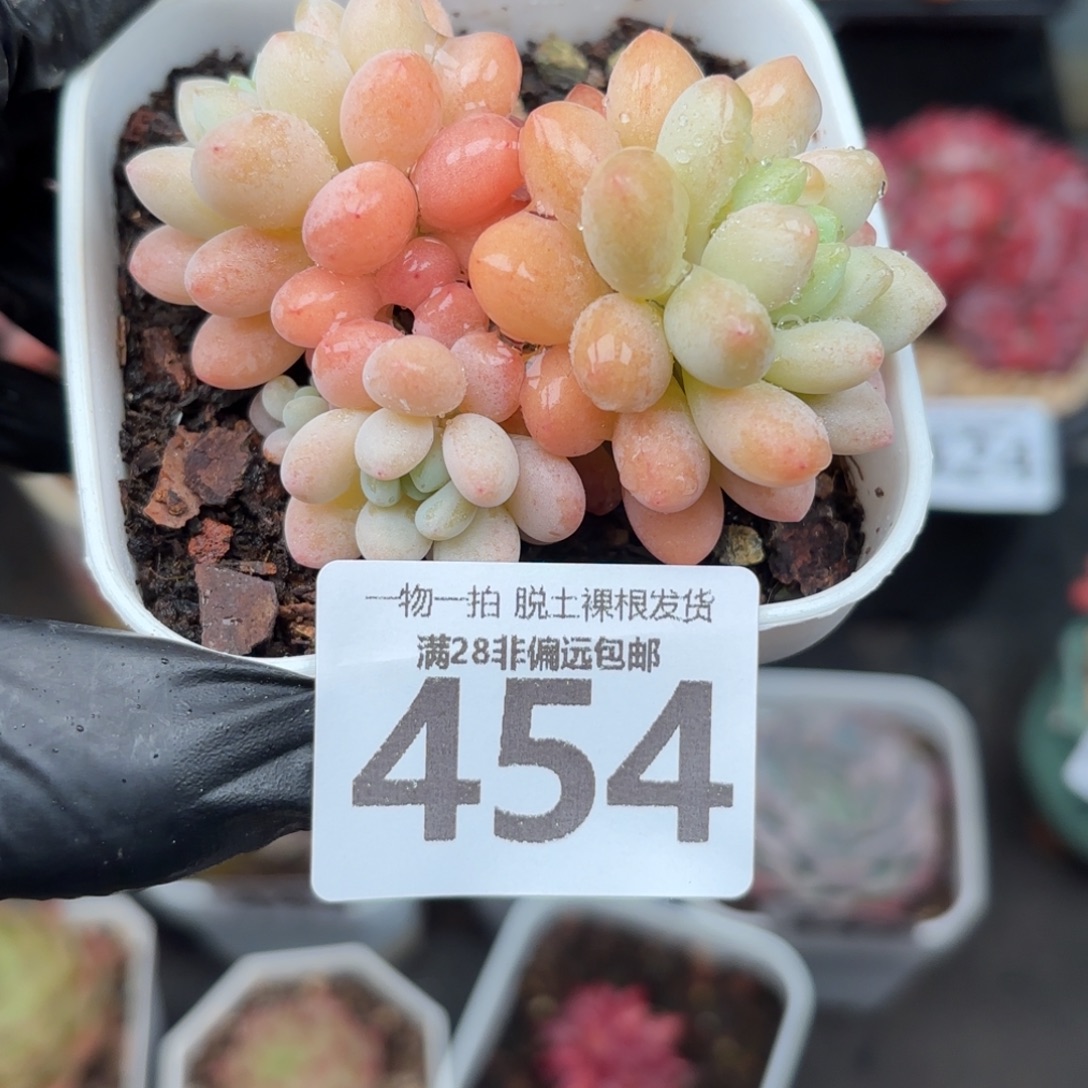 洛可可无盆土发货