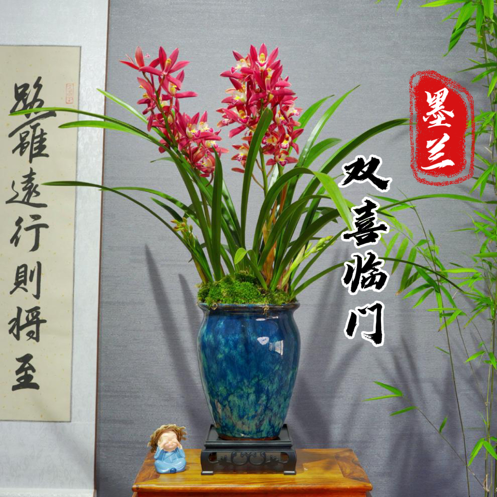 兰花[双喜临门]带花苞浓香型带陶瓷盆种好勤花勤芽好养易活