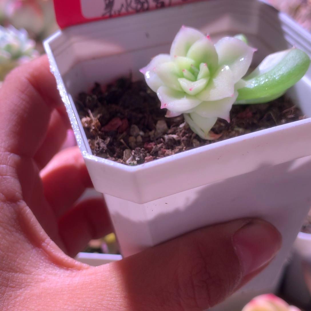 黑水晶宽覆轮锦有根