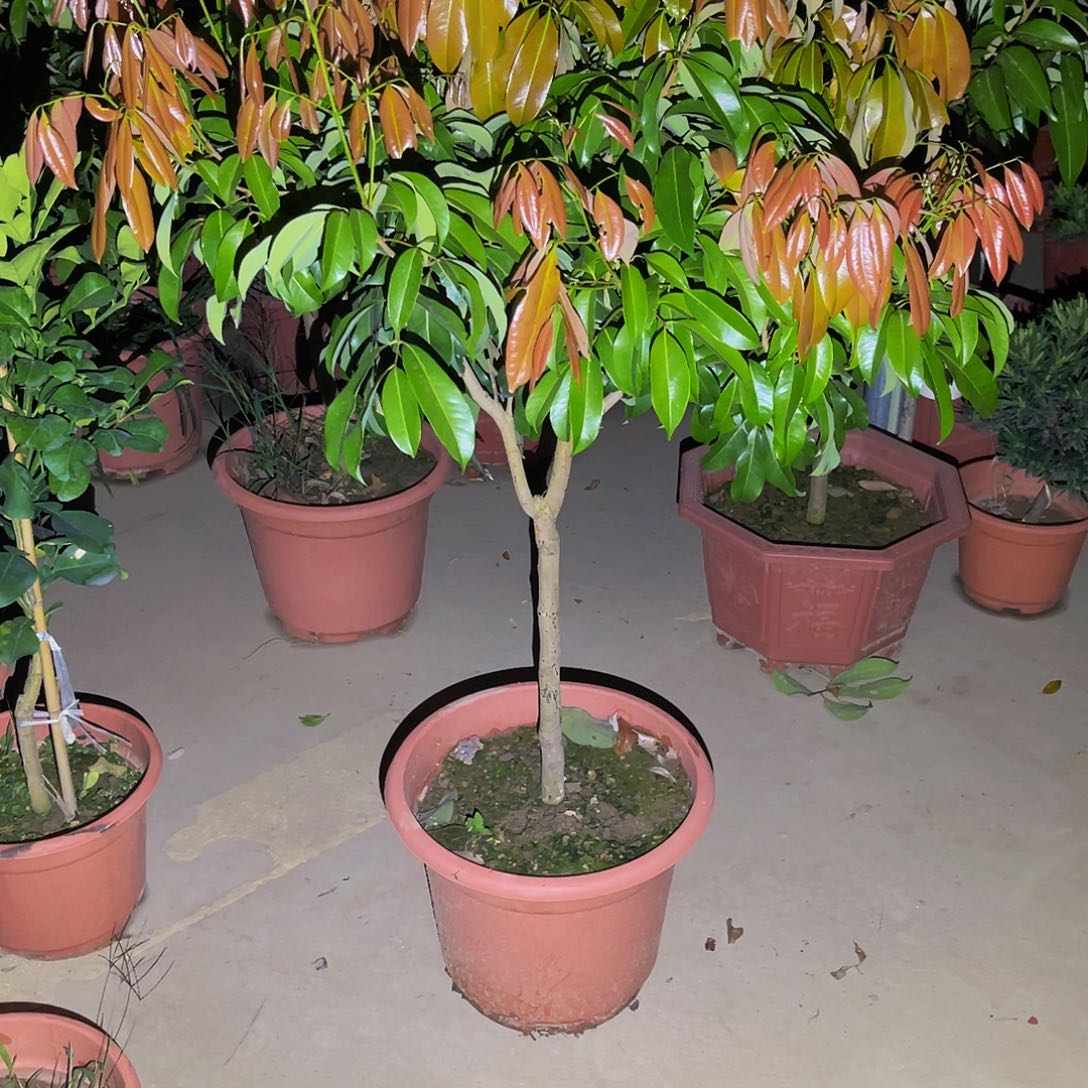 用***0完全开放果树果树11111