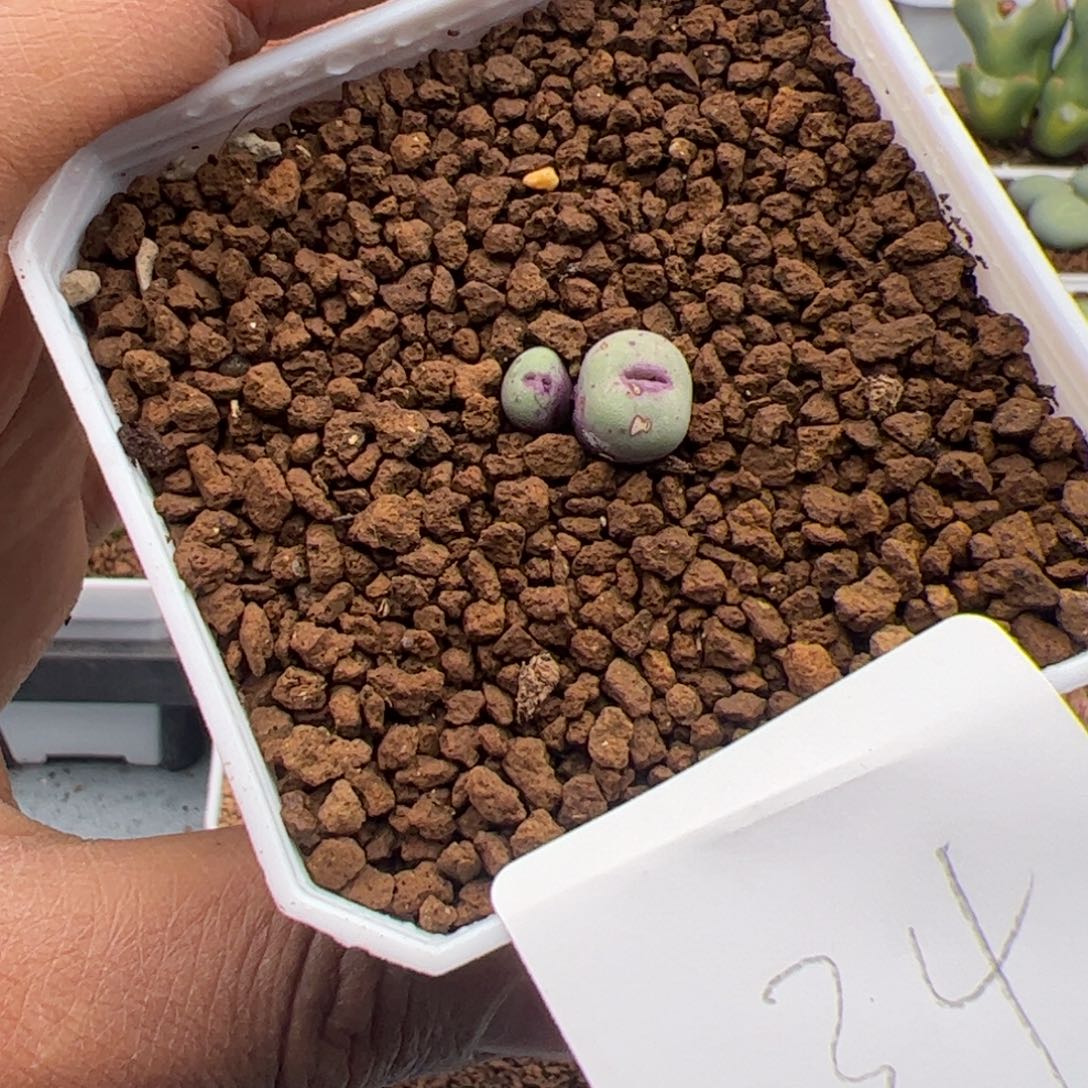 3.7福利嘴多肉植物34