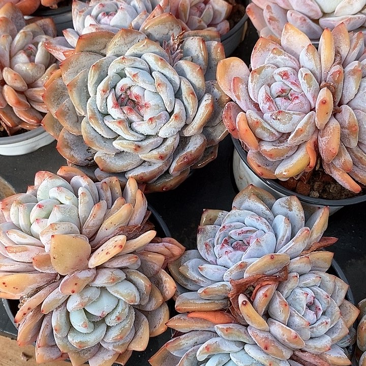 160.5橙梦露双头起 福利多多