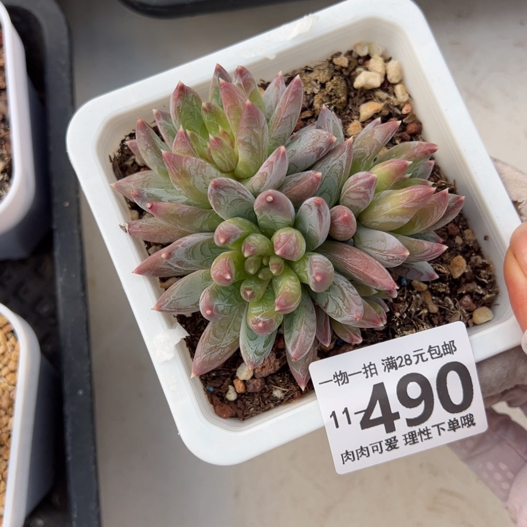 重楼多肉多肉多肉多肉