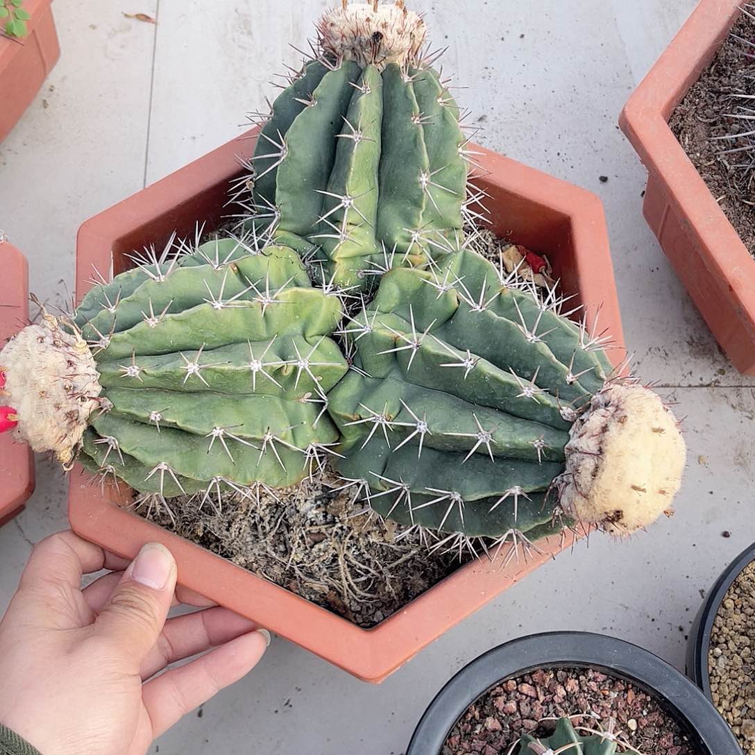 实生三头紫云仙人球