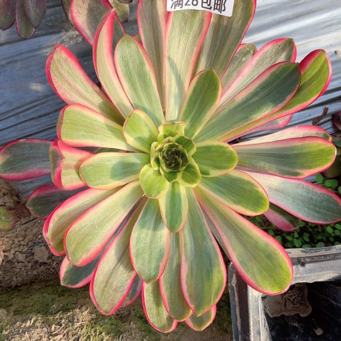 R.   0555巫毒超白多肉