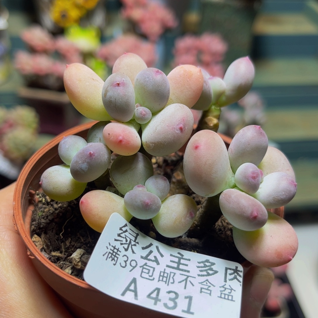 431苹果奶7厘米多肉