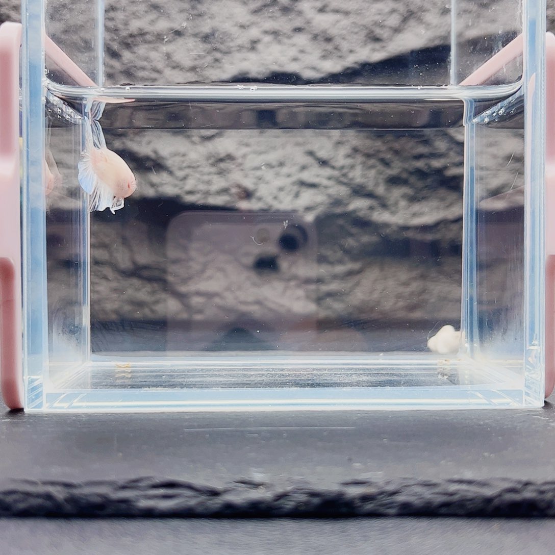 K***e斗鱼宙斯斗鱼竞拍11-06