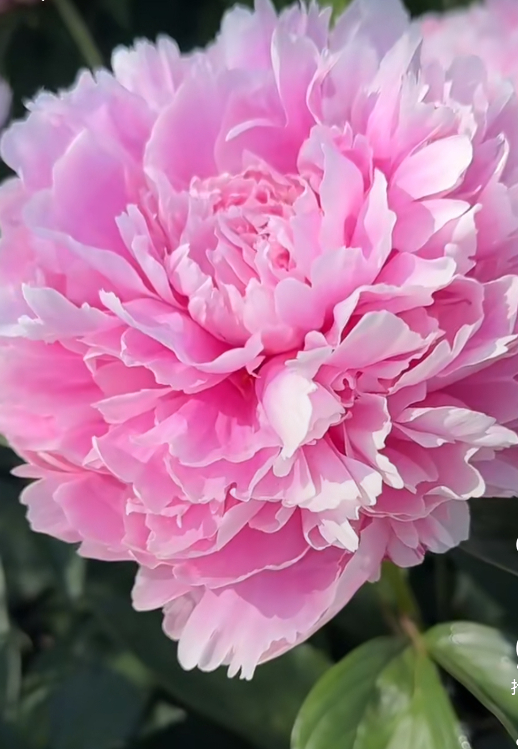 进口芍药【沙拉】预定先发肥秋发苗