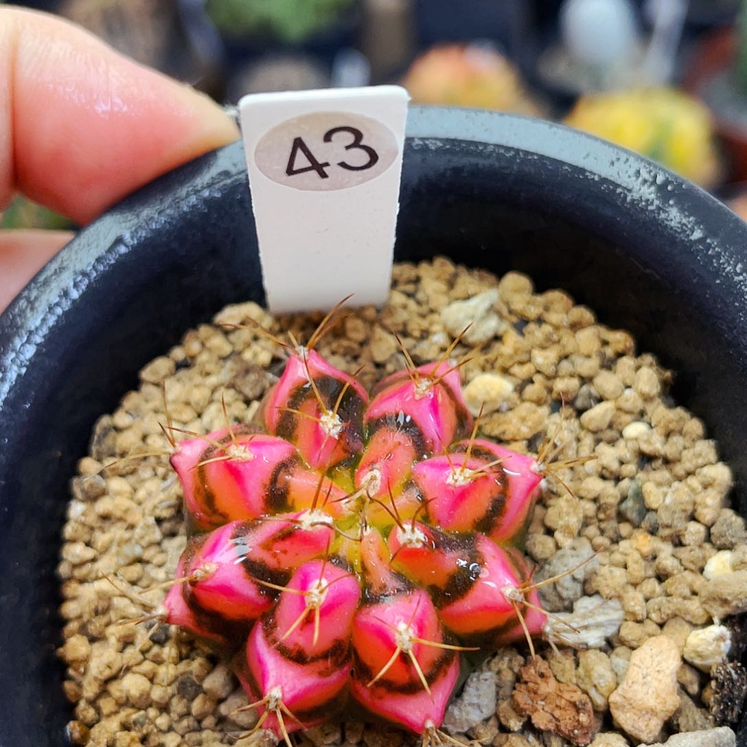 花田非偏远地区满25包邮仙人球