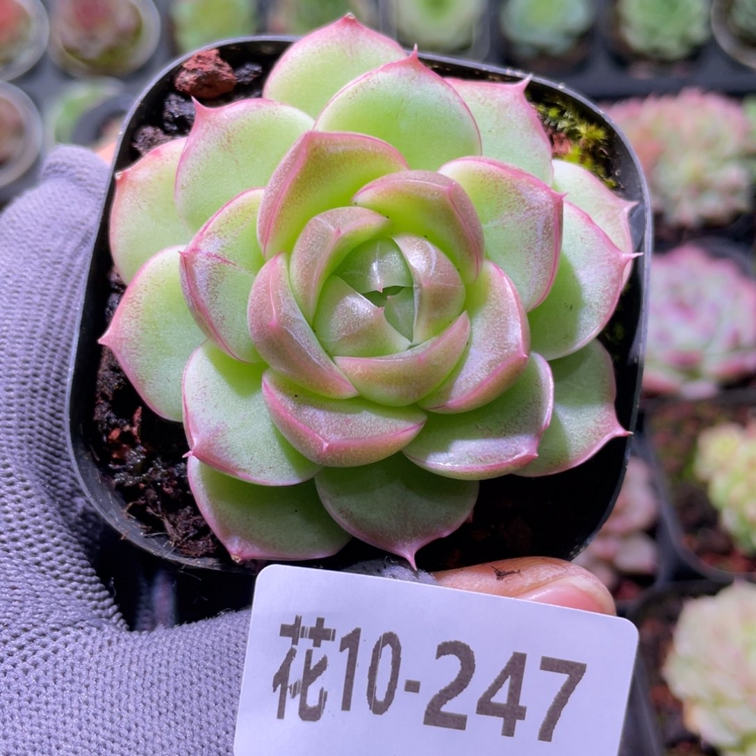 花利美10-247麦秆 