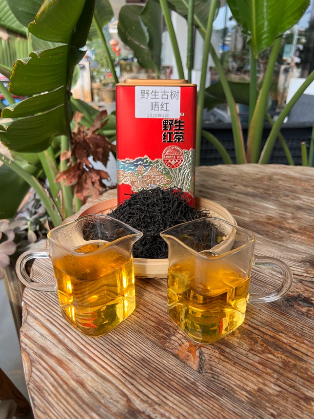 金崖子野生古树晒红2025年