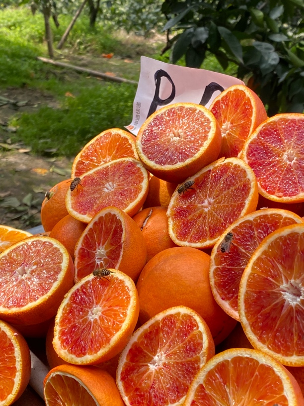 四川塔罗科血橙新鲜水果爆甜大果农家自种脐橙果冻雪橙桔子礼盒装