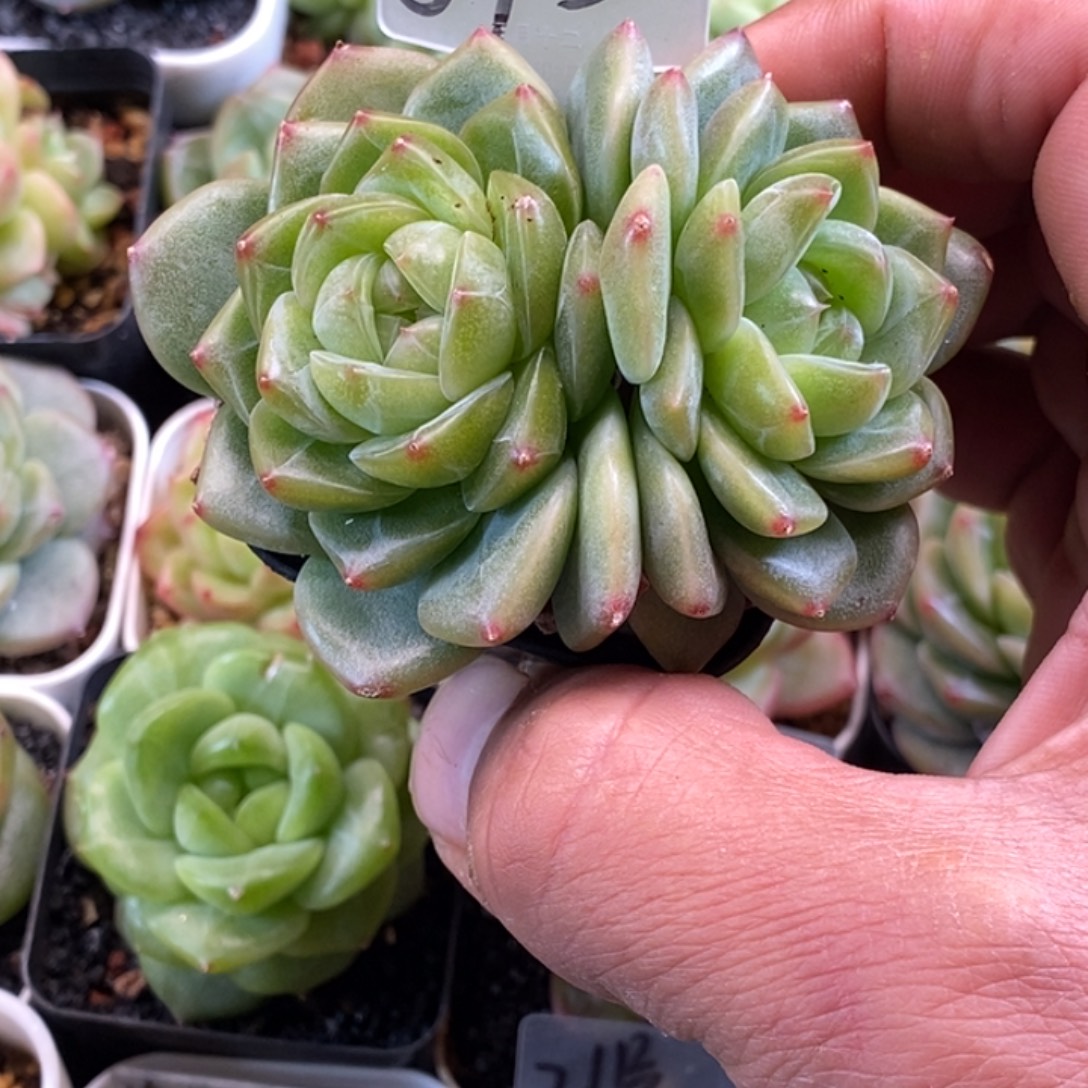 天官赐福百无禁忌