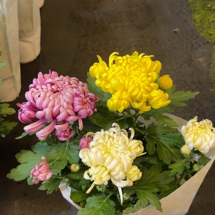 140规格龙爪菊白黄紫
