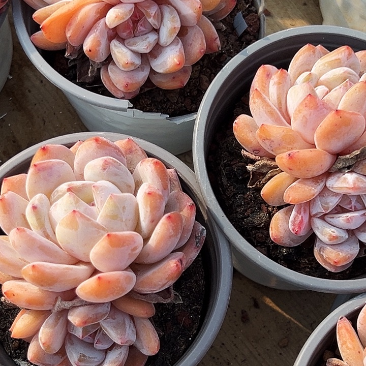 多头            雪天使