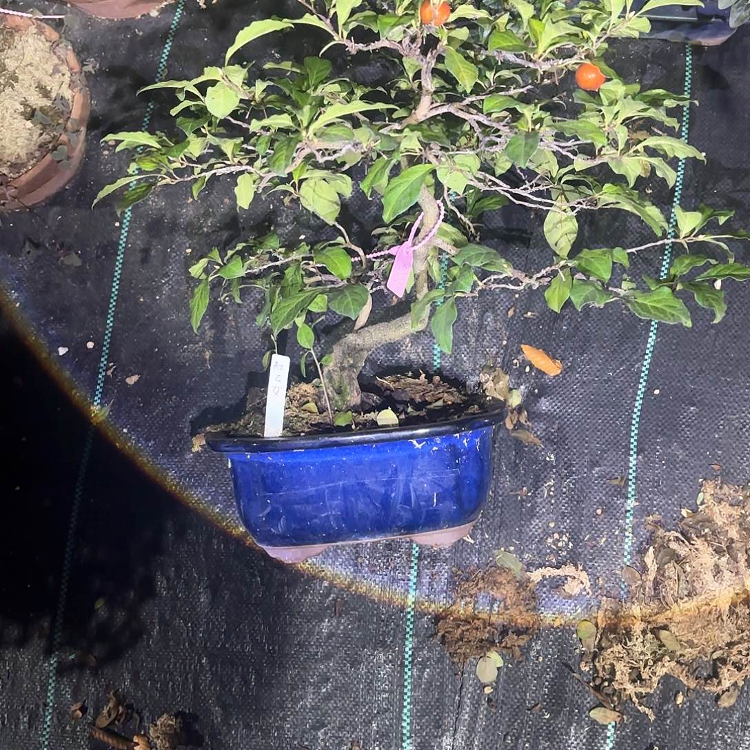 无花朵日本进口杂木老鸦柿