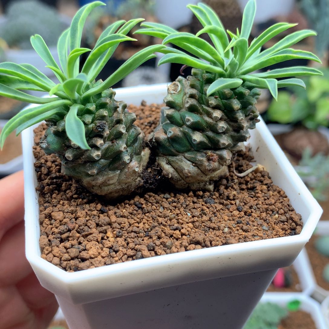 双头铁甲麒麟带盆