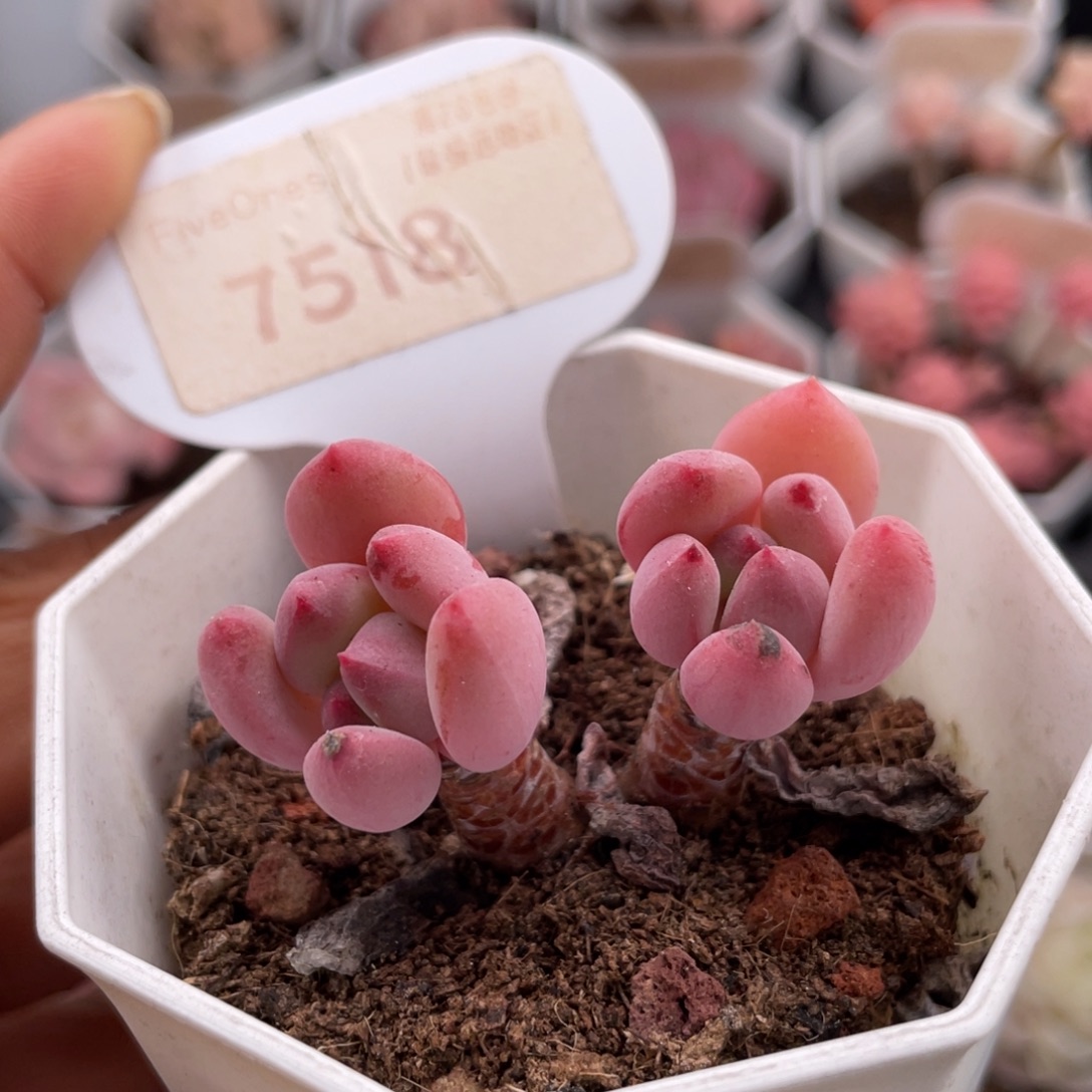 蜜桃霜7518-4.5厘米