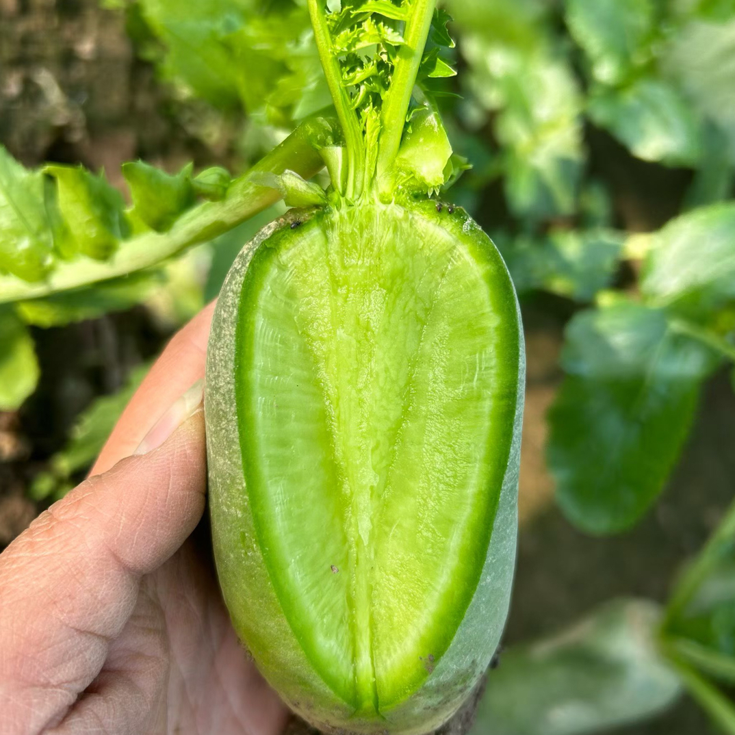 『小个子水果萝卜』天津沙窝萝卜二级果系列（净重9斤）