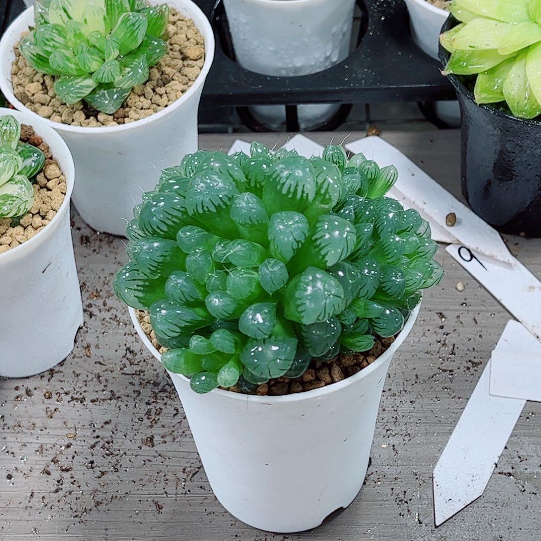 糯姬玉露一勿一拍