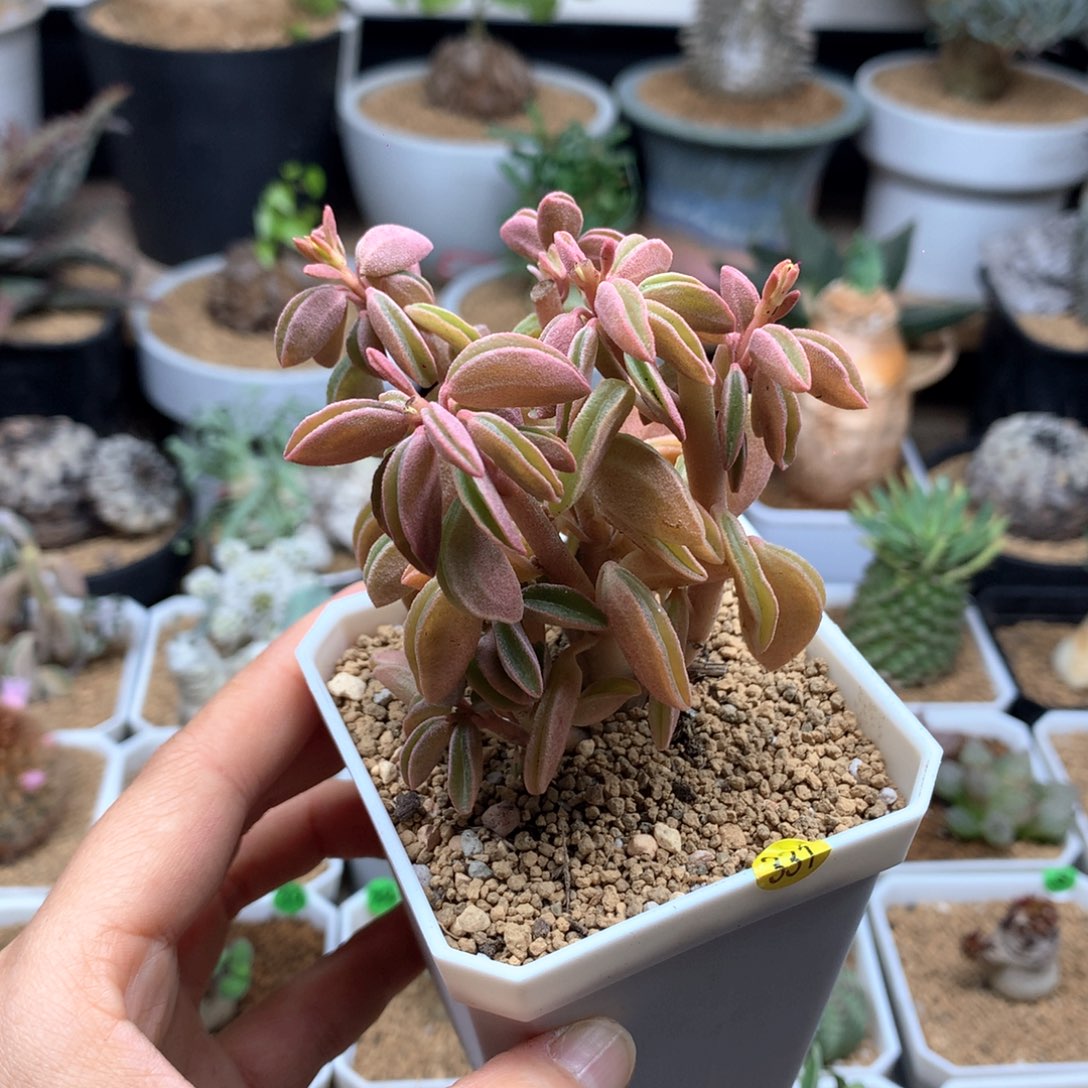 粉背椒草多肉脱土不包叶子