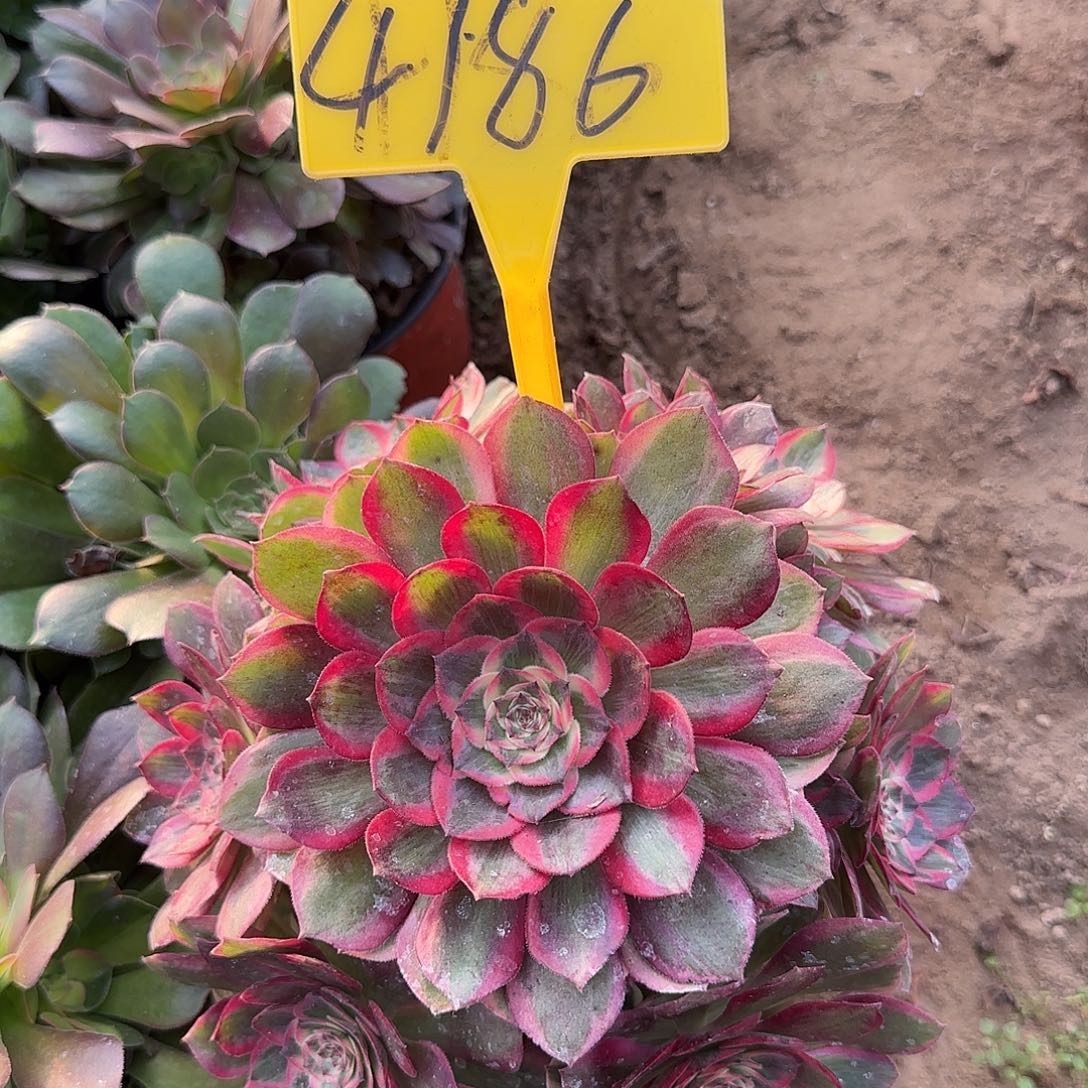 4186---云荷多头多肉